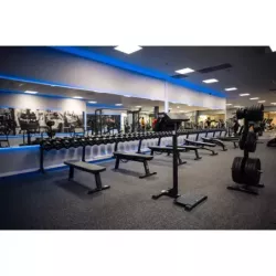 Gymleco Standing Scott Curl Bench